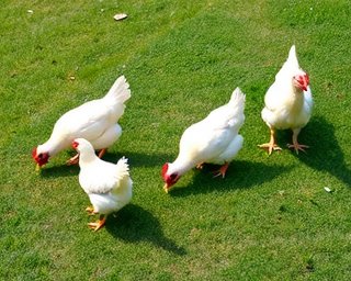Chickens foraging in pasture